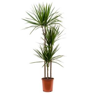 Dracaena marginata M kamerplant