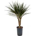 Dracaena marginata spider vertakt XS hydrocultuur plant