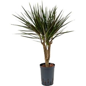 Dracaena marginata spider vertakt XS hydrocultuur plant