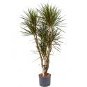 Dracaena marginata spider vertakt L hydrocultuur plant