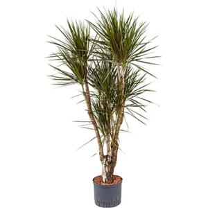 Dracaena marginata spider vertakt L hydrocultuur plant