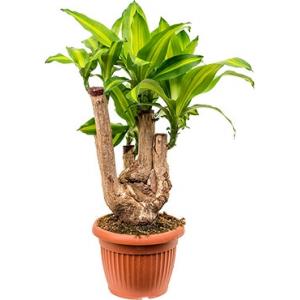 Dracaena massangeana L kamerplant