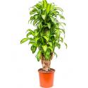 Dracaena massangeana XXXL kamerplant