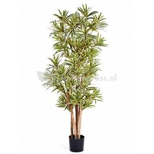 Kunstplant Dracaena reflexa M