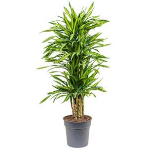Dracaena riki L kamerplant Dracaena riki L kamerplant