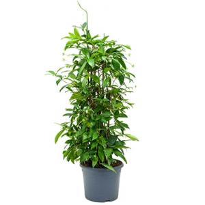 Dracaena surculosa XXL kamerplant Dracaena surculosa XXL kamerplant