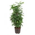 Dracaena surculosa XL hydrocultuur plant