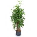 Dracaena surculosa XXL hydrocultuur plant
