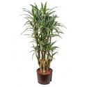 Dracaena white stripe hydrocultuur plant