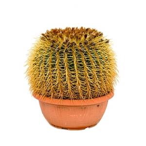 Echinocactus grusonii L kamerplant