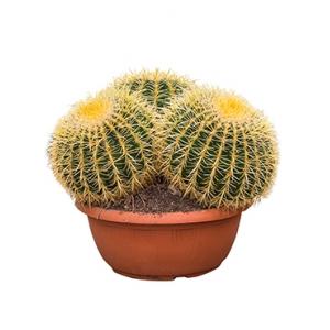 Echinocactus grusonii trio kamerplant