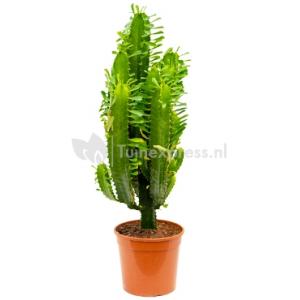 Euphorbia cactus acruensis M kamerplant