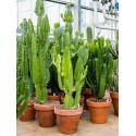 Euphorbia cactus acruensis XL kamerplant