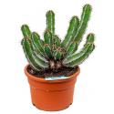 Euphorbia cactus avasmontana L kamerplant