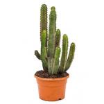 Euphorbia cactus canariensis S kamerplant