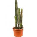 Euphorbia cactus canariensis M kamerplant
