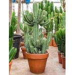 Euphorbia cactus cooperii L kamerplant