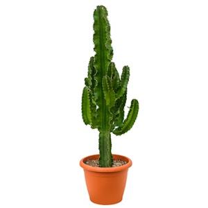 Euphorbia cactus erytrea S kamerplant