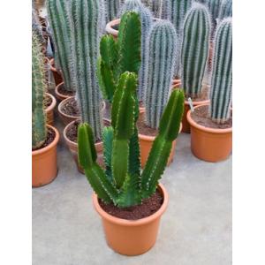 Euphorbia cactus ingens campeche kamerplant