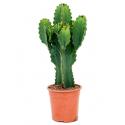 Euphorbia cactus ingens merida M kamerplant