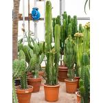 Euphorbia cactus ingens tuxpan kamerplant