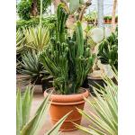 Euphorbia cactus ingens cristata kamerplant