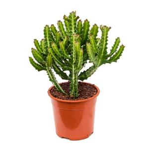 Euphorbia cactus lactea compact kamerplant