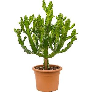 Euphorbia cactus mayuranathanii XL kamerplant