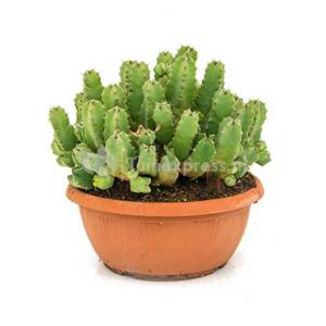 Euphorbia cactus resinifera XL kamerplant