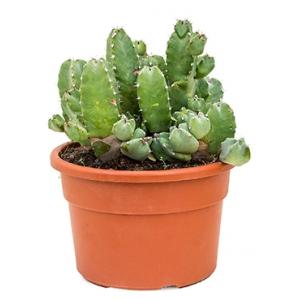 Euphorbia cactus resinifera L kamerplant