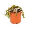Euphorbia cactus stellata kamerplant