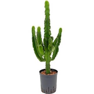 Euphorbia cactus tetra hydrocultuur plant