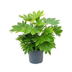 Vingerplant Fatsia japonica M kamerplant