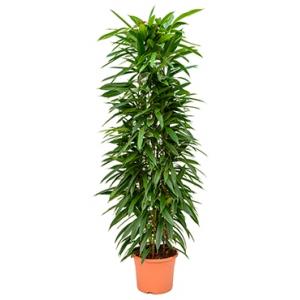 Ficus amstel king columnae kamerplant