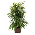 Ficus amstel king 2pp hydrocultuur plant