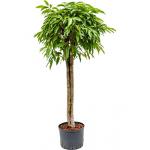 Ficus amstel king stam 3 hydrocultuur plant