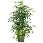 Ficus benjamina 2pp hydrocultuur plant