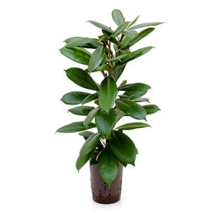 Ficus cyathistipula 2pp M hydrocultuur plant