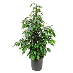 Ficus danielle S2 kamerplant