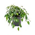 Ficus danielle S kamerplant