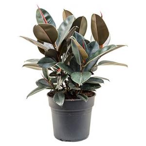 Ficus elastica abidjan bush kamerplant Ficus elastica abidjan bush kamerplant
