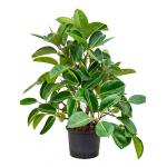 Ficus elastica robusta vertakt hydrocultuur plant