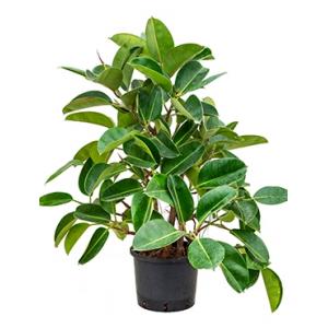 Ficus elastica robusta vertakt hydrocultuur plant