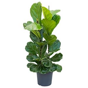 Ficus lyrata L kamerplant