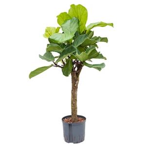 Ficus lyrata stam S hydrocultuur plant