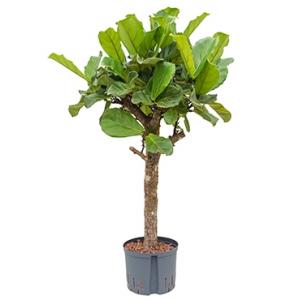 Ficus lyrata stam L hydrocultuur plant Ficus lyrata stam L hydrocultuur plant
