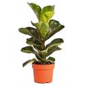 Vioolbladplant Ficus lyrata bambino XS kamerplant