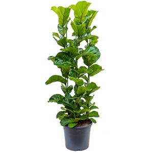 Ficus lyrata bambino M kamerplant Ficus lyrata bambino M kamerplant