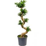 Ficus microcarpa compacta bonsai L kamerplant