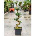 Ficus microcarpa compacta bonsai XXL kamerplant